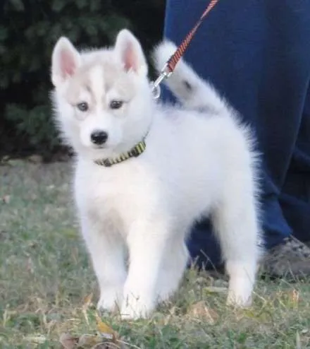 Yorkie Company: Husky Siberano