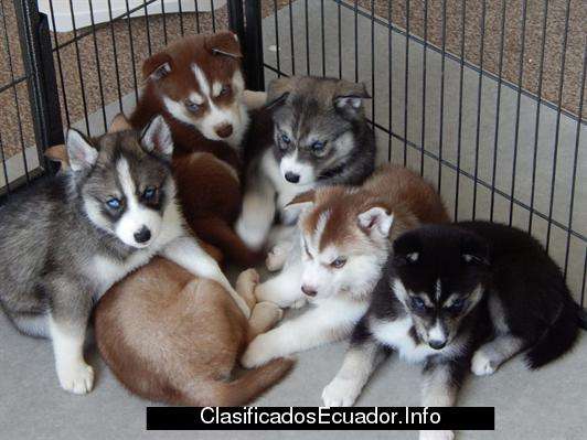 Husky siberiano cafe hembra compro - Guayaquil, Ecuador - Animales ... Husky siberiano cafe hembra compro - Guayaquil, Ecuador - Animales ...