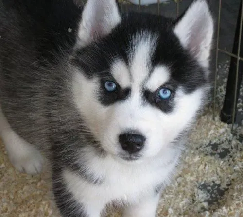 husky siberiano | For the Home | Pinterest | Husky and Home husky siberiano | For the Home | Pinterest | Husky and Home