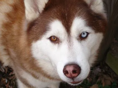 Husky Siberiano - Imagina...