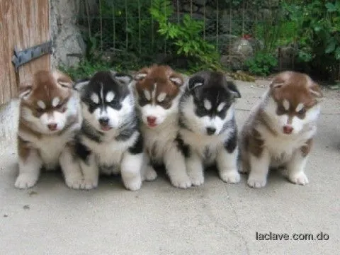 HUSKY SIBERIANO O LOBO SIBERIANO | Lobos Siberianos