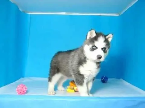 Husky Siberiano Macho REF: 246 54 Venta de perros. Comprar ...