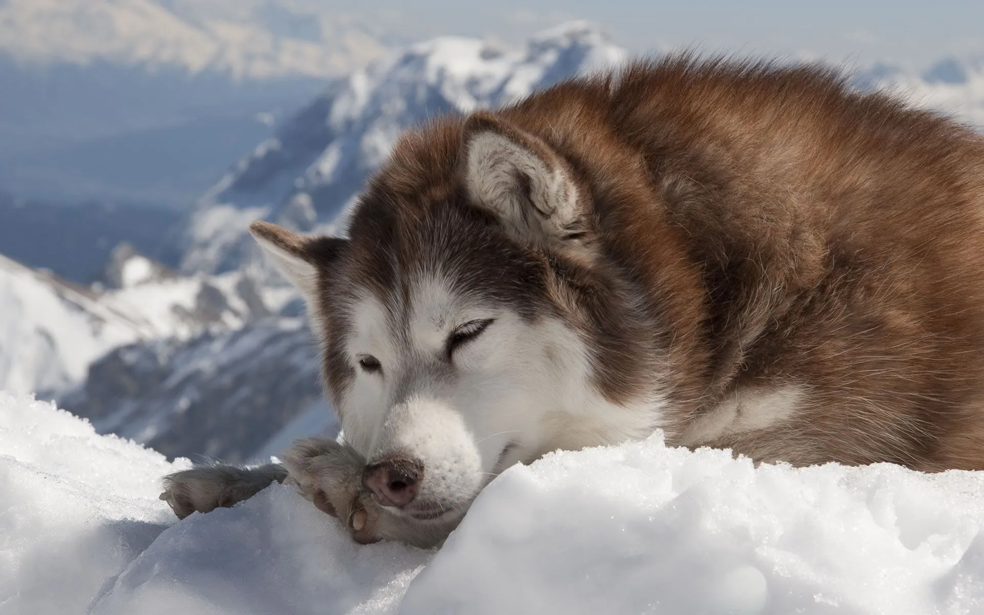 Husky Siberiano en la Nieve - Wallpapers - Wallpapers Husky Siberiano en la Nieve - Wallpapers - Wallpapers