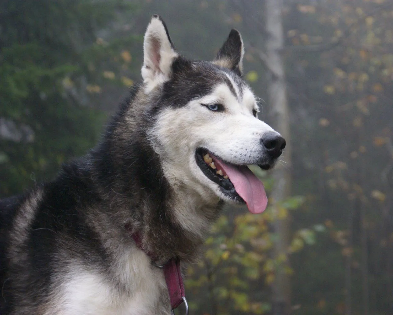 husky siberiano. los perros mas lindos para mi - Taringa! husky siberiano. los perros mas lindos para mi - Taringa!
