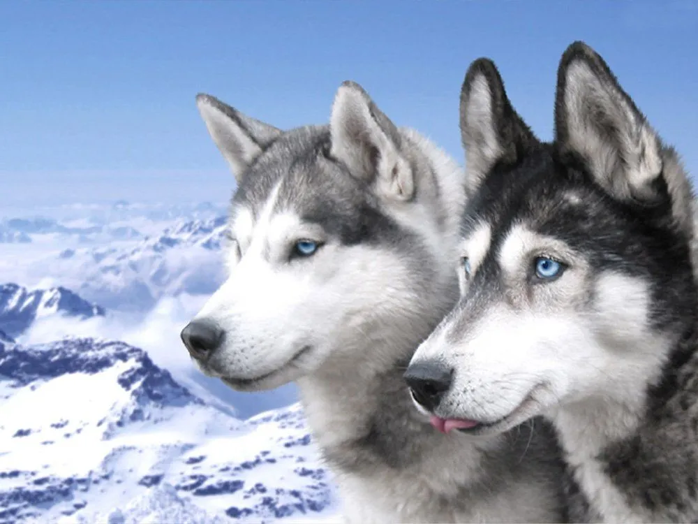 Husky Siberiano. PerrosAmigos.