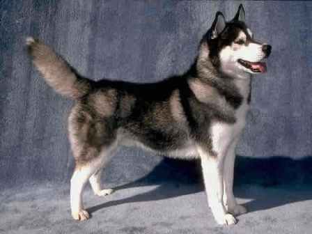 Husky Siberiano | PERROSPEDIA