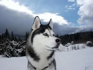 Raza de perros Husky Siberiano