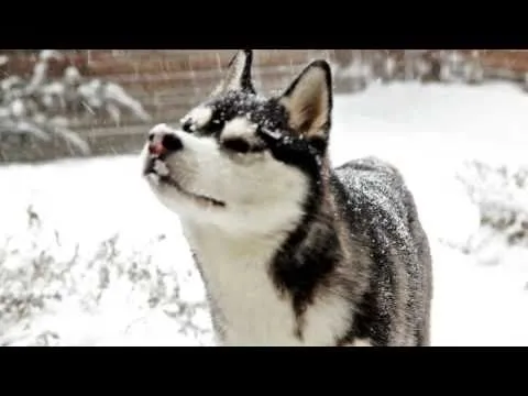 Husky Siberiano | Schnauzi.com