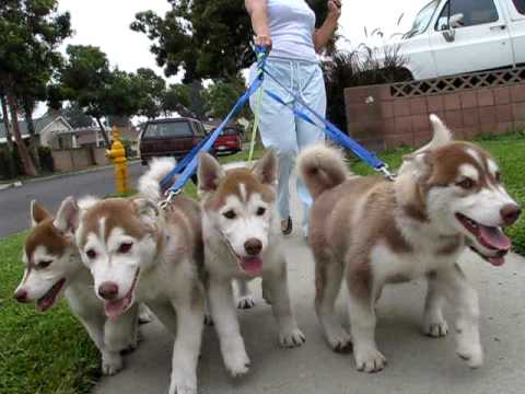 Husky Siberiano | Schnauzi.com