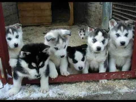 Husky Siberiano - YouTube