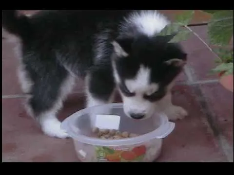 husky, travieso, bebe - YouTube