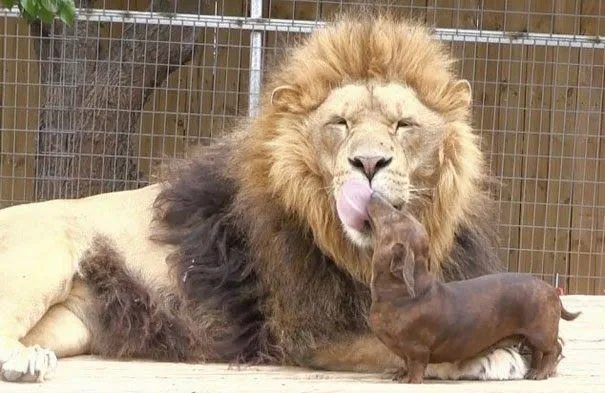 Husmeando por la red: 15 Extrañas parejas de distintos animales ... Husmeando por la red: 15 Extrañas parejas de distintos animales ...