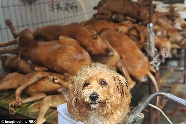 Husmeando por la red: El cruel Festival de la Carne de Perro que ... Husmeando por la red: El cruel Festival de la Carne de Perro que ...
