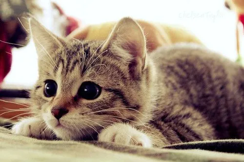 Gatito tumblr - Imagui
