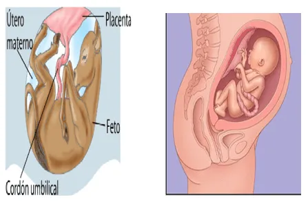 ICFES 42P Cundinamarca - Monografias.com