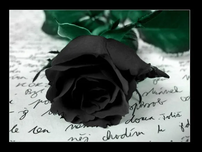 Imagen d una rosa negra - Imagui
