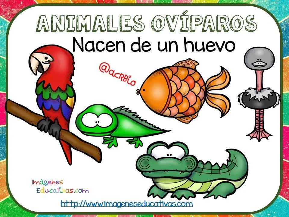 7 ideas de Animales oviparos | animales oviparos, animales oviparos y viviparos, animales viviparos 7 ideas de Animales oviparos | animales oviparos, animales oviparos y viviparos, animales viviparos