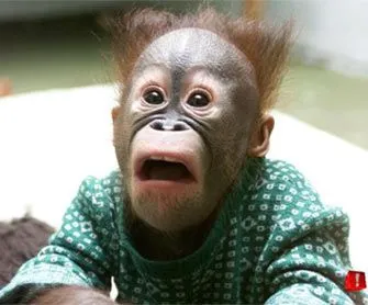 mis ideas: chimpances