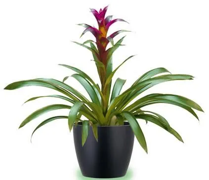 Ideas de como decorar el baño con plantas | A mi manera Ideas de como decorar el baño con plantas | A mi manera