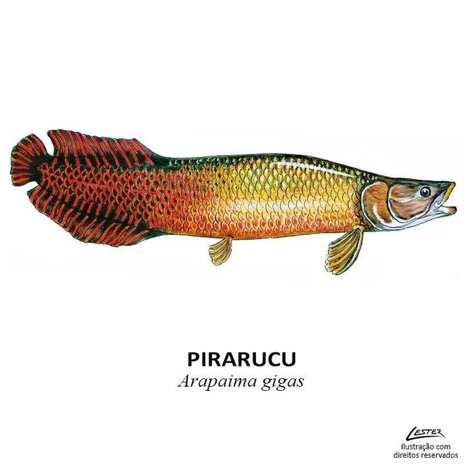 9 ideas de Paiche | peces dibujos, pez de río, ilustración tropical 9 ideas de Paiche | peces dibujos, pez de río, ilustración tropical