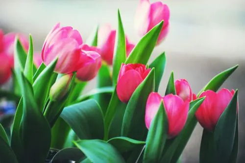 Ideas Viajando] - Si recibo un ramo de tulipanes, el amor es...