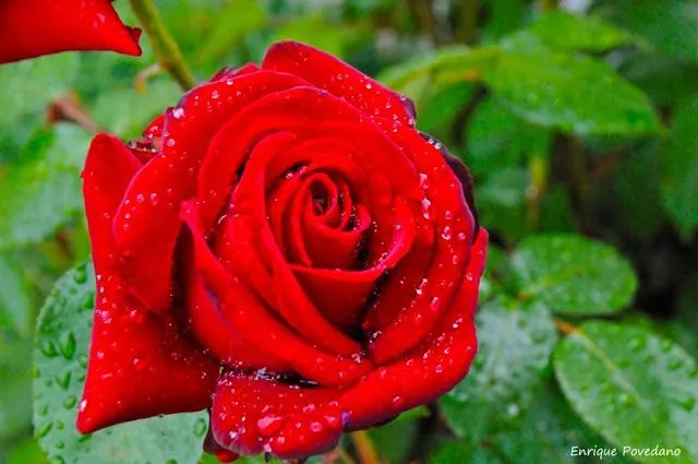 Ideas visuales: Rosas en mi jardin