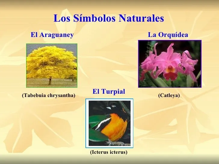 IDENTIDAD NACIONAL | Identidad, Te amo venezuela, Venezuela IDENTIDAD NACIONAL | Identidad, Te amo venezuela, Venezuela