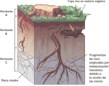 Identificación y Clasificación de Suelos | Geología Venezolana Identificación y Clasificación de Suelos | Geología Venezolana