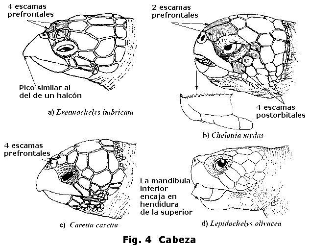 Identificación de tortugas marinas
