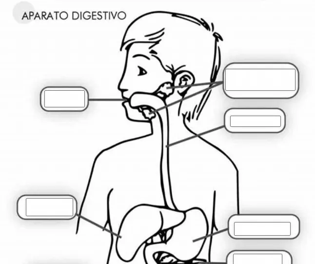 ♥ IDENTIFICAMOS LAS PARTES DEL SISTEMA DIGESTIVO | ♥ INNOVACIÓN PEDAGÓGICA EN ACCIÓN ♥ ♥ IDENTIFICAMOS LAS PARTES DEL SISTEMA DIGESTIVO | ♥ INNOVACIÓN PEDAGÓGICA EN ACCIÓN ♥