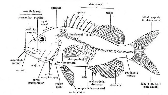 Cómo identificar la especie de los peces?