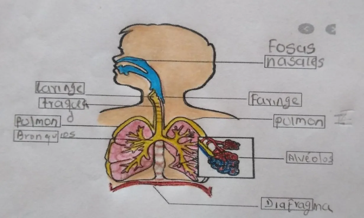 1. Identificar y pintar las partes del sistema respiratorio en el hombre: me pueden decir si hací me quedo - Brainly.lat 1. Identificar y pintar las partes del sistema respiratorio en el hombre: me pueden decir si hací me quedo - Brainly.lat