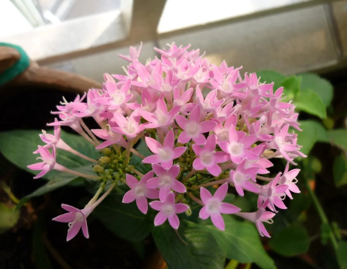 Pueden identificar estas 4 plantas? (fotos) - Foro de InfoJardín Pueden identificar estas 4 plantas? (fotos) - Foro de InfoJardín