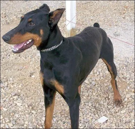 Identikit de los perros peligrosos | Henrys Batista