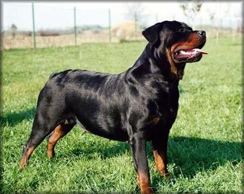 Dibujos de perros rottweiler - Imagui