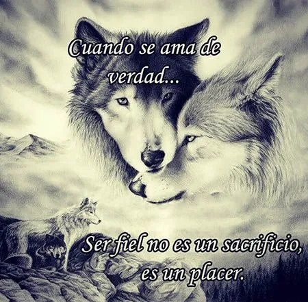 Идей на тему «Imagenes De Lobos Enamorados в Pinterest»: 17 лучших ...