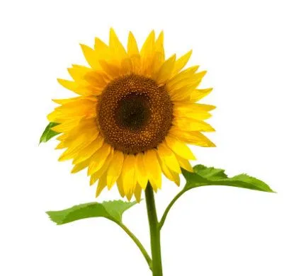 El idioma secreto de las flores | Onda Verde - Yahoo Mujer El idioma secreto de las flores | Onda Verde - Yahoo Mujer