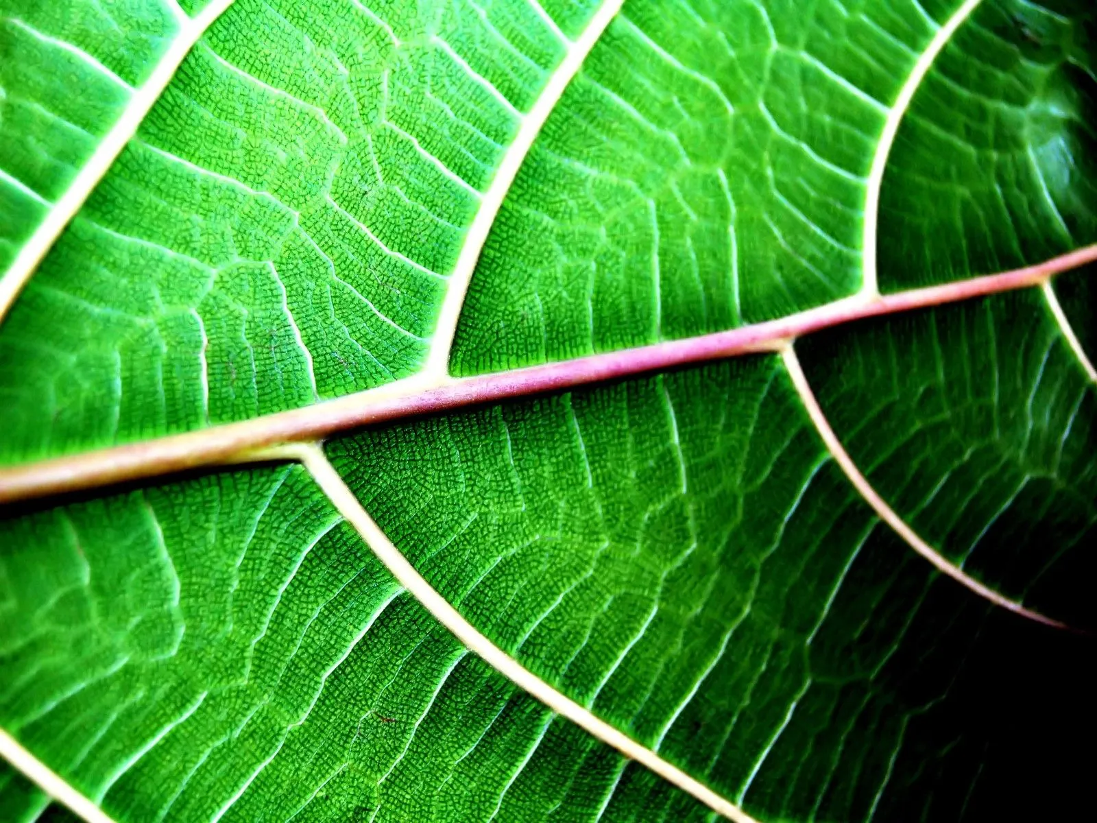 Idool 15 fotografías de plantas verdes (contacto natural) Parte 1 Idool 15 fotografías de plantas verdes (contacto natural) Parte 1