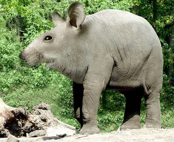Idool Animales increíbles V (13 Fotomontajes en Photoshop) Idool Animales increíbles V (13 Fotomontajes en Photoshop)