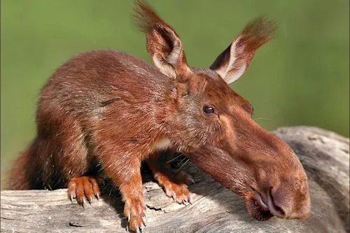 Idool Animales increíbles II (Fotomanipulaciones en Photoshop) Idool Animales increíbles II (Fotomanipulaciones en Photoshop)