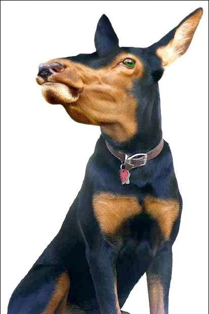 idool Animales increíbles III (Fotomanipulaciones en Photoshop ...