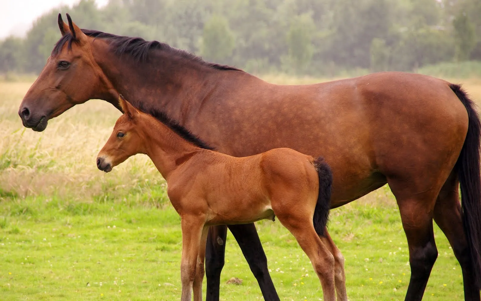 Idool Fotografías de caballos IV (Equinos de Pura Sangre)