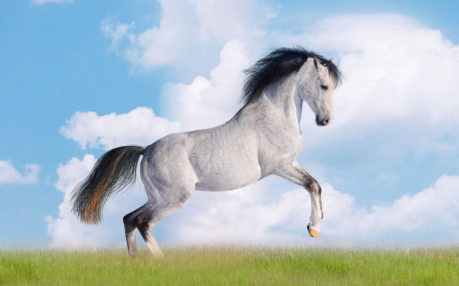 idool Fotografías de caballos VI (Equinos de Pura Sangre ... idool Fotografías de caballos VI (Equinos de Pura Sangre ...
