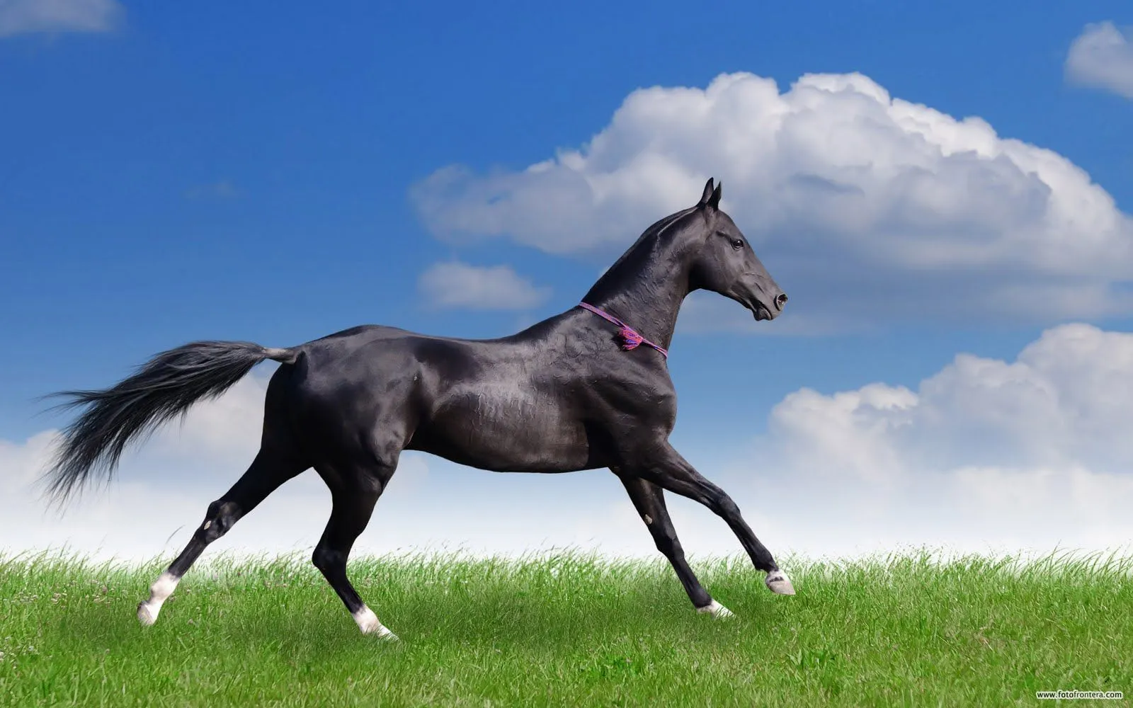 Idool Fotografías de caballos VII (Equinos de Pura Sangre)