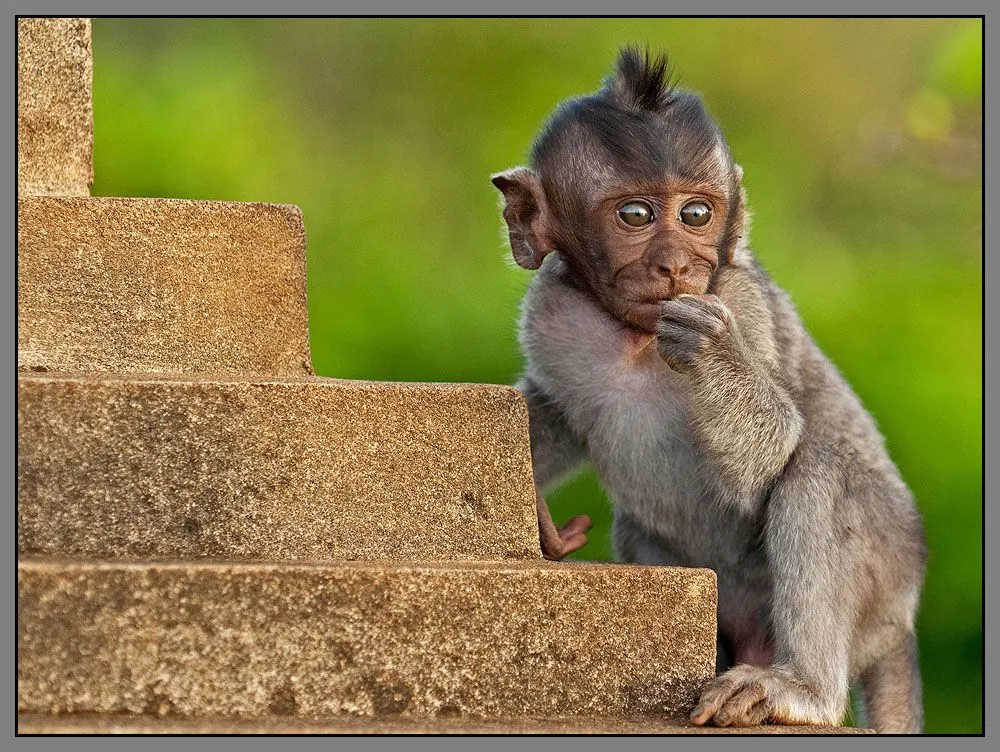 Fotografías de changos, monos, simios y primates | Banco de Imagenes Fotografías de changos, monos, simios y primates | Banco de Imagenes