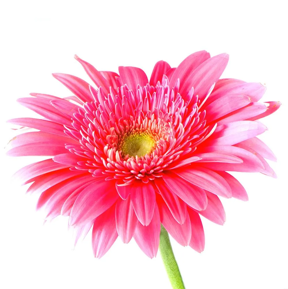 9 fotografías gratis de flores color rosa, fucsia y lila. | Banco ... 9 fotografías gratis de flores color rosa, fucsia y lila. | Banco ...