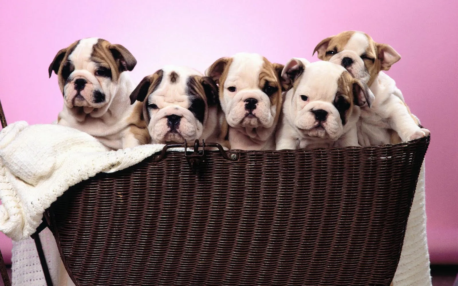 idool Fotografías de perros I (10 caninos muy tiernos en HR ...