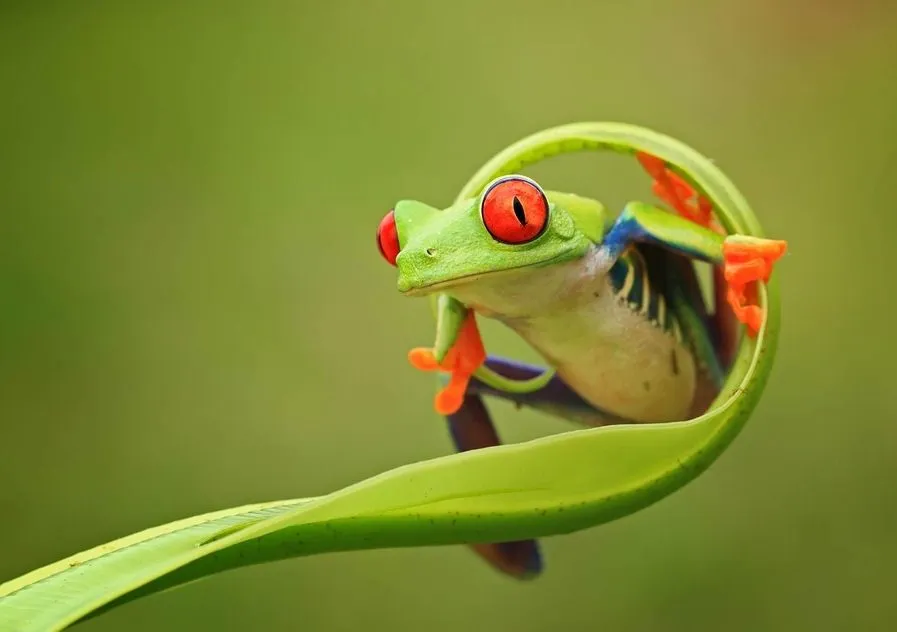 Aquí es donde juegan las ranas by Suresh Dangi | Banco de Imagenes Aquí es donde juegan las ranas by Suresh Dangi | Banco de Imagenes