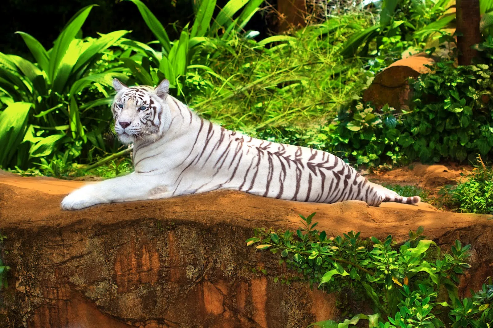idool Tigre blanco de Siberia - Siberian tiger - Big felino ... idool Tigre blanco de Siberia - Siberian tiger - Big felino ...