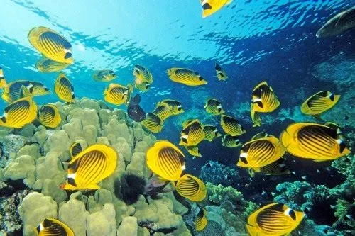 idool Viaje por el fondo del mar III (Animales Acuáticos) | New ... idool Viaje por el fondo del mar III (Animales Acuáticos) | New ...